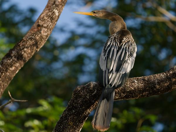 Amerikaanse slangenhalsvogel (Anhinga anhinga)